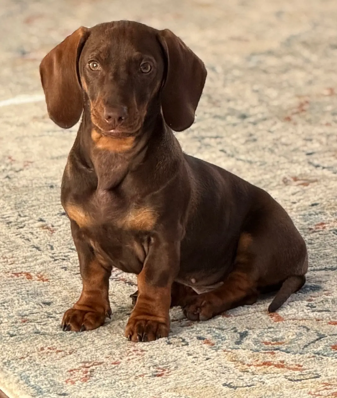 Oskar Huss – Dackel und Seele des Ladens